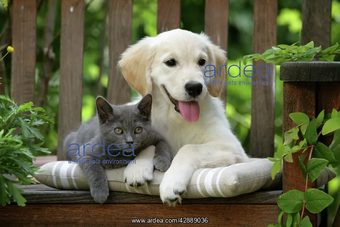 : Dog - Golden Retriever puppy sitting on bench with : Dog - Golden Retriever puppy sitting on bench with