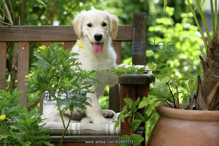  : Dog - Golden Retriever puppy sitting on bench