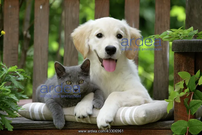 : Dog - Golden Retriever puppy sitting on bench with : Dog - Golden Retriever puppy sitting on bench with