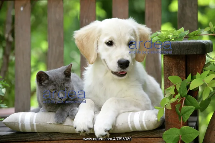 : Dog - Golden Retriever puppy sitting on bench with : Dog - Golden Retriever puppy sitting on bench with