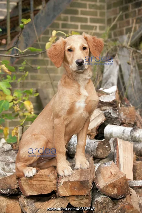 : DOG - Golden retriever puppy sitting on a pile : DOG - Golden retriever puppy sitting on a pile