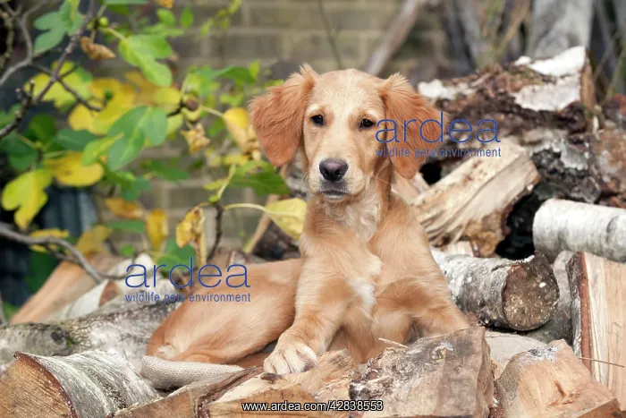 : DOG - Golden retriever puppy sitting on a pile : DOG - Golden retriever puppy sitting on a pile