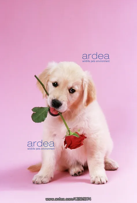 : DOG - Golden Retriever puppy sitting with rose in mouth : DOG - Golden Retriever puppy sitting with rose in mouth