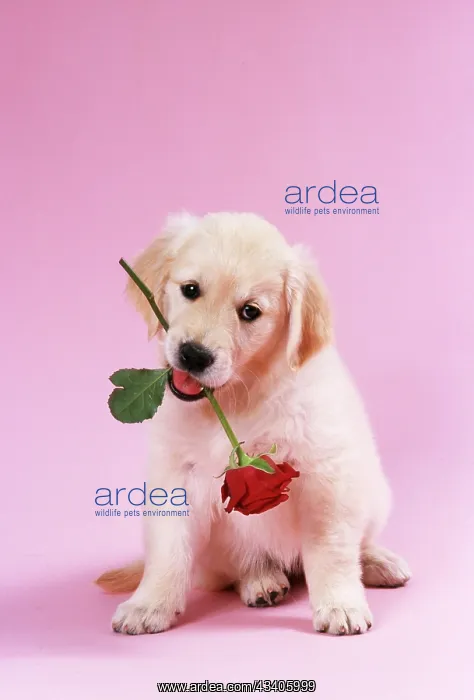 : DOG - Golden Retriever puppy sitting with rose in mouth : DOG - Golden Retriever puppy sitting with rose in mouth