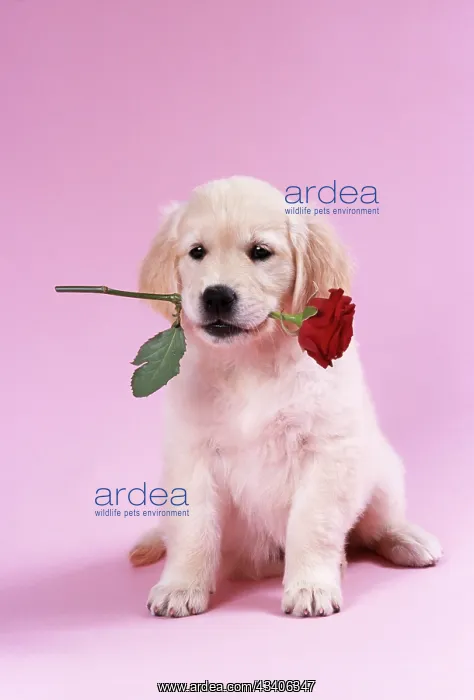 : DOG - Golden Retriever puppy sitting with rose in mouth : DOG - Golden Retriever puppy sitting with rose in mouth
