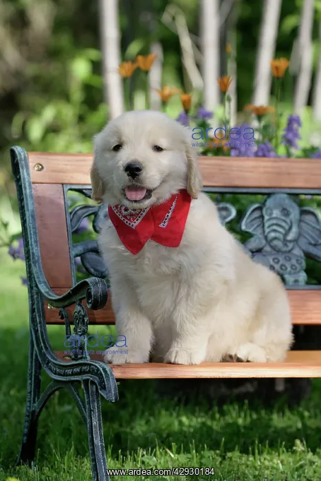 : Dog - Golden Retriever puppy sitting on wooden : Dog - Golden Retriever puppy sitting on wooden