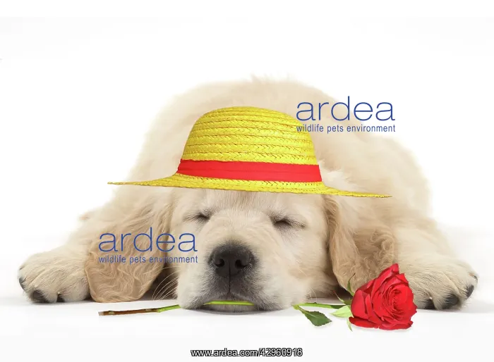 : Dog - Golden Retriever puppy - sleeping with a red rose in i : Dog - Golden Retriever puppy - sleeping with a red rose in i