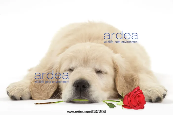 : Dog - Golden Retriever puppy - sleeping with a red rose in i : Dog - Golden Retriever puppy - sleeping with a red rose in i