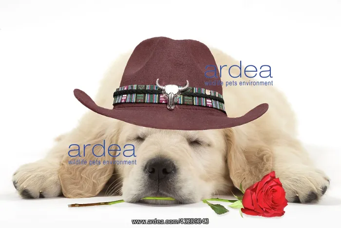 : Dog - Golden Retriever puppy - sleeping with a red rose in i : Dog - Golden Retriever puppy - sleeping with a red rose in i