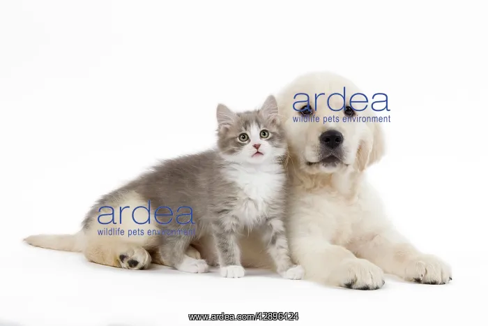 : Dog - Golden retriever puppy in studio with kitten : Dog - Golden retriever puppy in studio with kitten