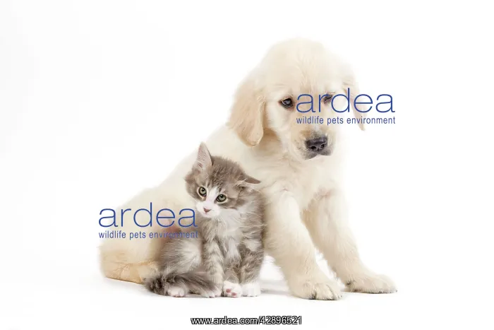 : Dog - Golden retriever puppy in studio with kitten : Dog - Golden retriever puppy in studio with kitten