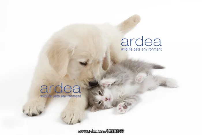 : Dog - Golden retriever puppy in studio with kitten : Dog - Golden retriever puppy in studio with kitten