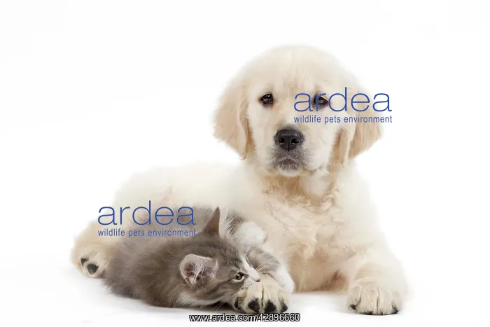 : Dog - Golden Retriever puppy in studio with kitten : Dog - Golden Retriever puppy in studio with kitten