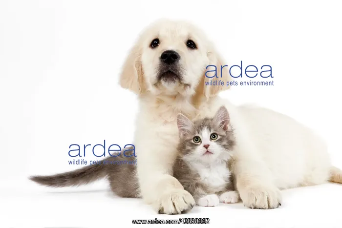 : Dog - Golden retriever puppy in studio with kitten : Dog - Golden retriever puppy in studio with kitten