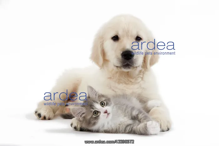 : Dog - Golden Retriever puppy in studio with kitten : Dog - Golden Retriever puppy in studio with kitten