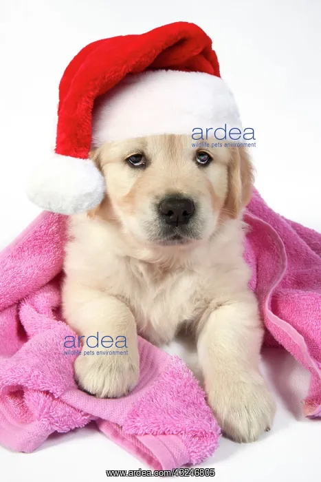 : DOG - Golden Retriever puppy with towel draped over back wea : DOG - Golden Retriever puppy with towel draped over back wea
