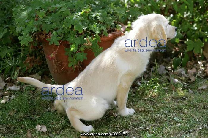  : Dog - Golden Retriever puppy - urinating