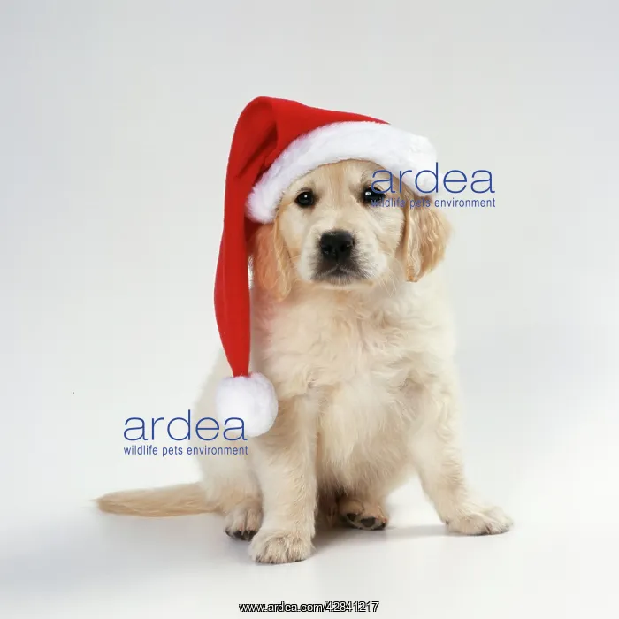 : DOG - Golden Retriever puppy wearing Christmas hat : DOG - Golden Retriever puppy wearing Christmas hat