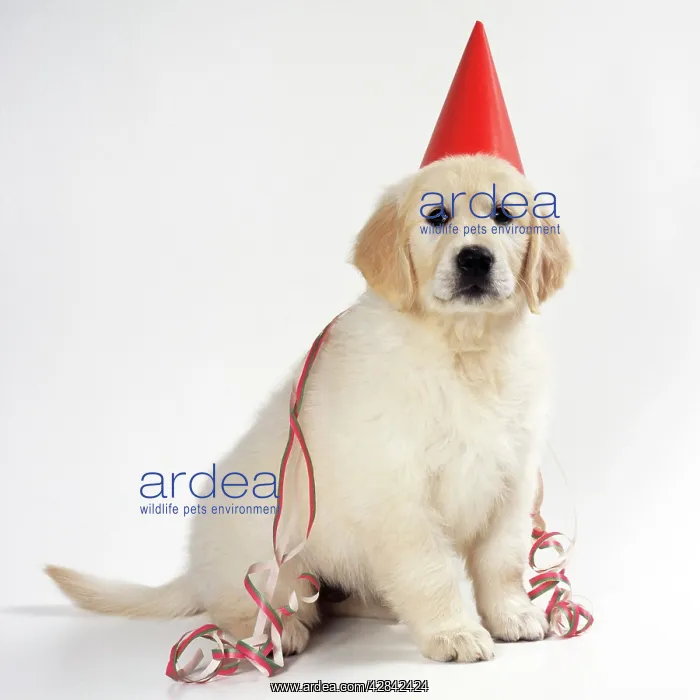 : DOG - Golden Retriever puppy wearing party hat and streamer : DOG - Golden Retriever puppy wearing party hat and streamer
