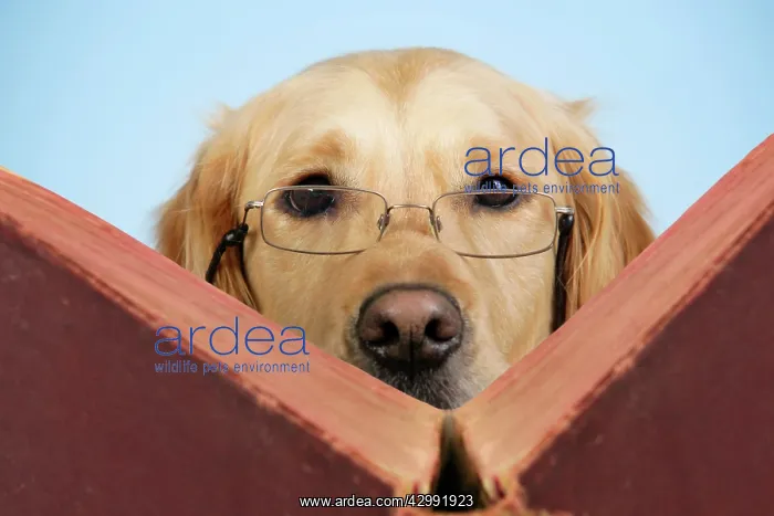 : Dog - Golden Retriever reading book wearing glasses : Dog - Golden Retriever reading book wearing glasses