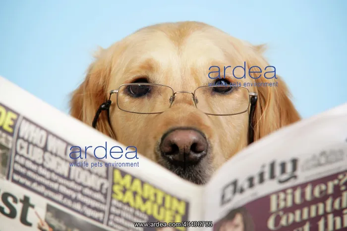 : Dog. Golden Retriever reading newspaper wearing glasses : Dog. Golden Retriever reading newspaper wearing glasses