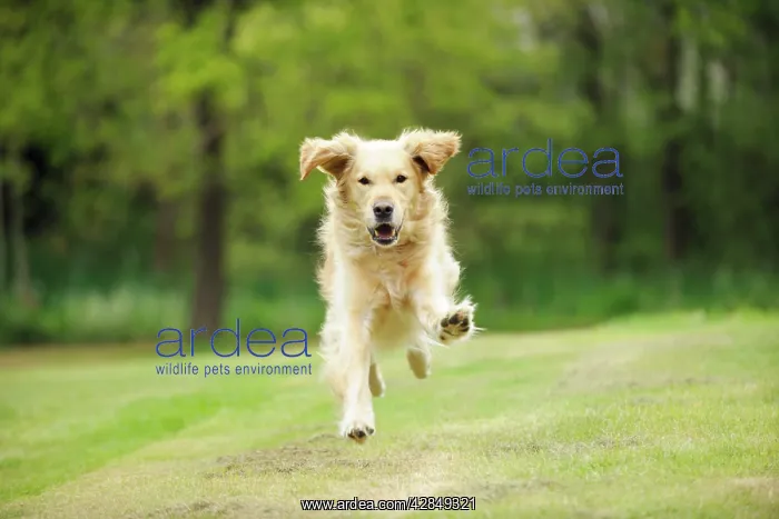 : DOG. Golden retriever running : DOG. Golden retriever running