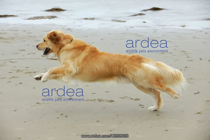 : DOG. Golden retriever running along beach : DOG. Golden retriever running along beach