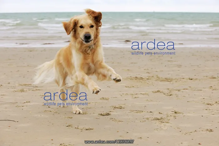 : DOG. Golden retriever running along beach : DOG. Golden retriever running along beach