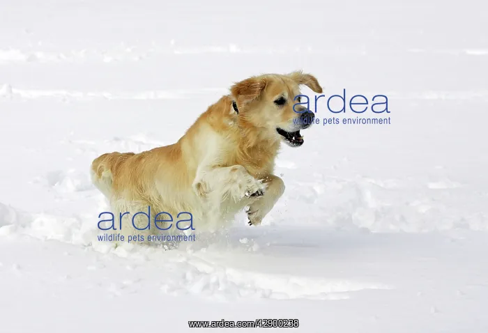 : Dog - Golden Retriever - running through deep snow : Dog - Golden Retriever - running through deep snow