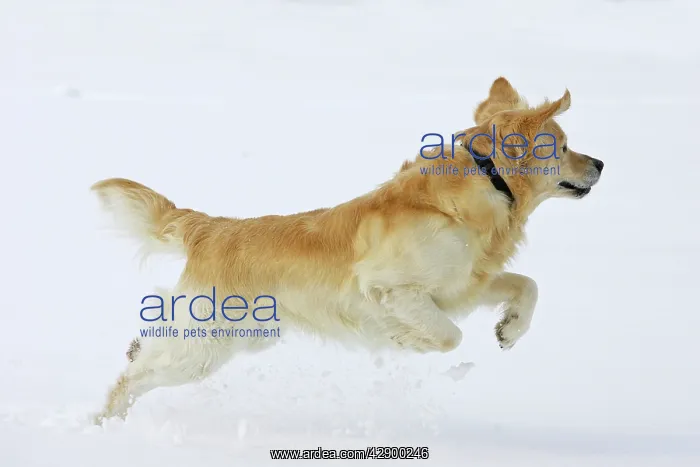  : Dog - Golden Retriever - running through deep snow