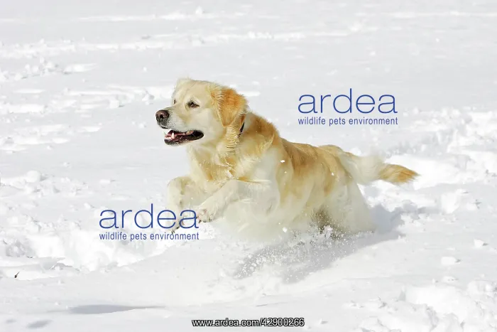 : Dog - Golden Retriever - running through deep snow : Dog - Golden Retriever - running through deep snow
