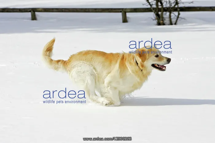 : Dog - Golden Retriever - running through deep snow : Dog - Golden Retriever - running through deep snow