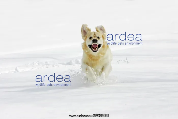  : Dog - Golden Retriever - running through deep snow