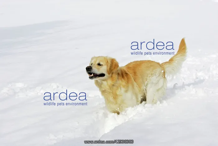 : Dog - Golden Retriever - running through deep snow : Dog - Golden Retriever - running through deep snow
