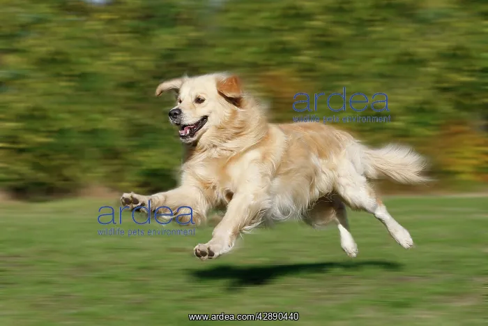  : Dog - Golden Retriever running outside