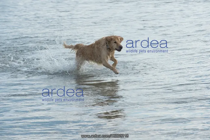: Dog Golden Retriever running in the sea : Dog Golden Retriever running in the sea