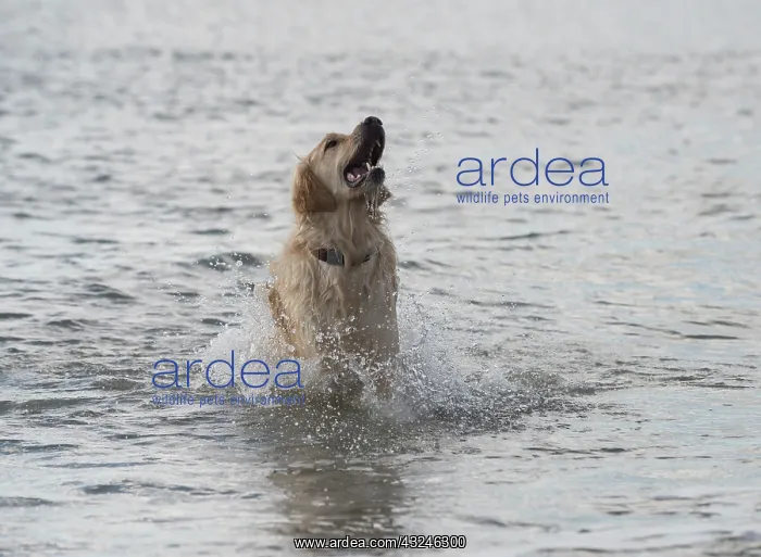 : Dog Golden Retriever running in the sea : Dog Golden Retriever running in the sea
