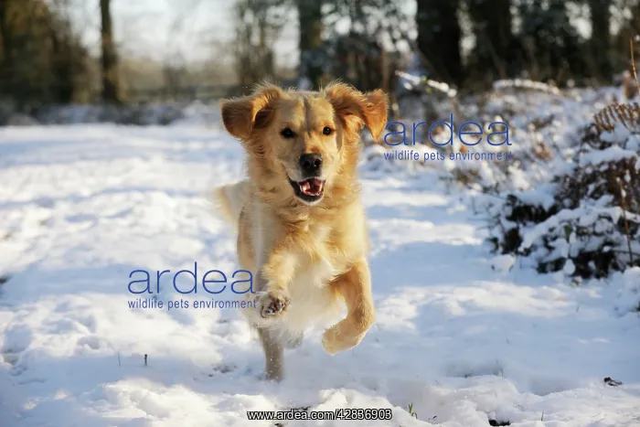 : DOG. Golden retriever running through the snow : DOG. Golden retriever running through the snow