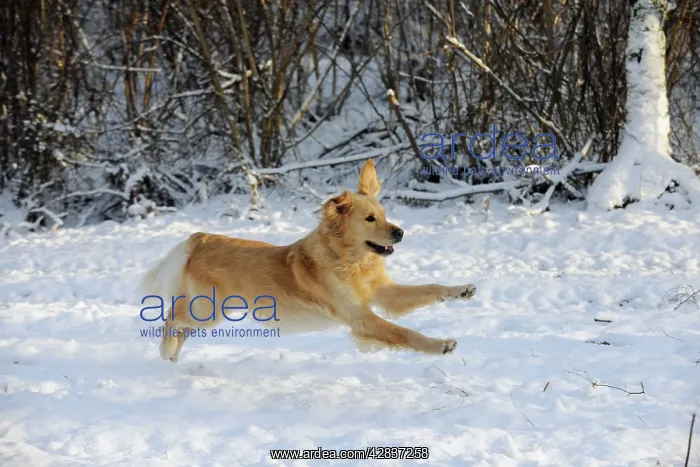 : DOG. Golden retriever running through the snow : DOG. Golden retriever running through the snow