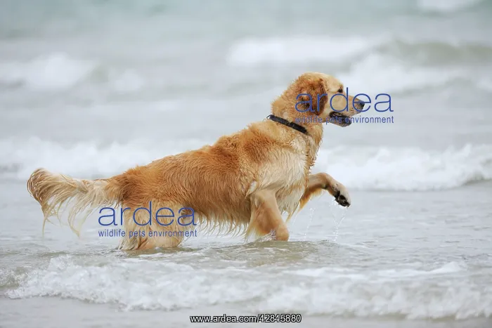 : DOG. Golden retriever running in surf : DOG. Golden retriever running in surf