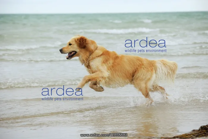 : DOG. Golden retriever running in surf : DOG. Golden retriever running in surf