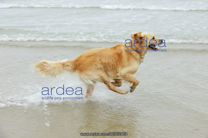 : DOG. Golden retriever running in surf : DOG. Golden retriever running in surf