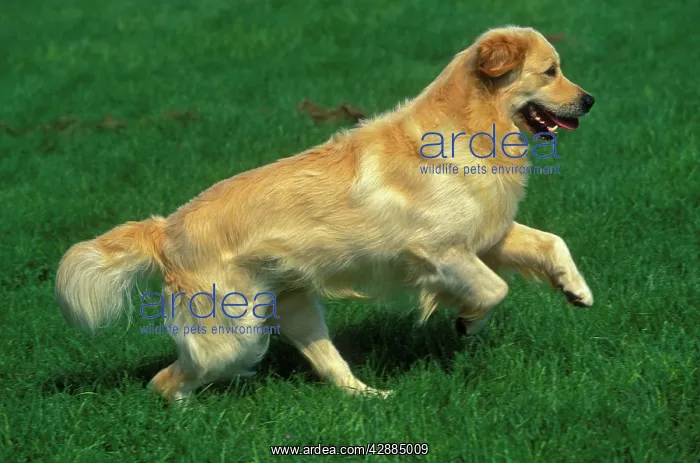  : DOG - Golden Retriever, running. Side view