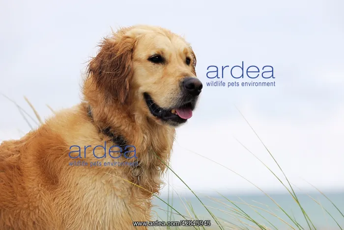 : DOG. Golden retriever on sand dune : DOG. Golden retriever on sand dune