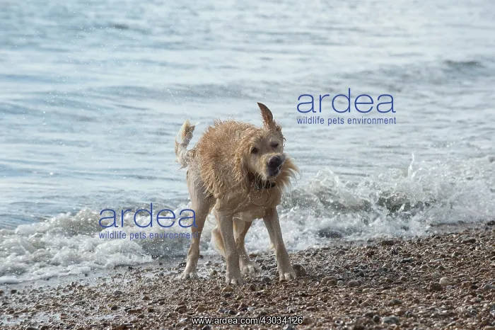 : Dog Golden Retriever shaking its self after being in the sea : Dog Golden Retriever shaking its self after being in the sea