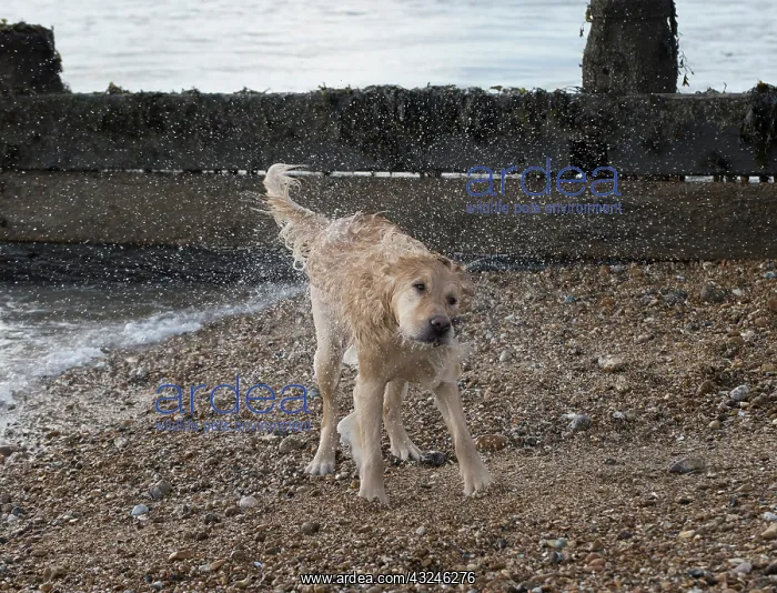 : Dog Golden Retriever shaking its self after being in the sea : Dog Golden Retriever shaking its self after being in the sea