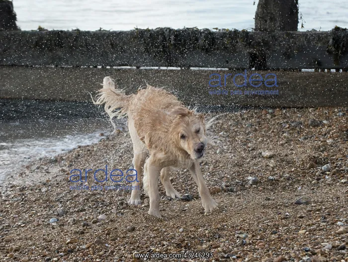 : Dog Golden Retriever shaking its self after being in the sea : Dog Golden Retriever shaking its self after being in the sea