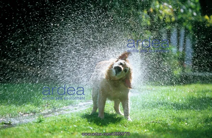  : Dog - Golden Retriever shaking water off
