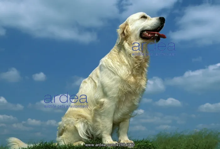 : DOG - Golden Retriever - Sitting down : DOG - Golden Retriever - Sitting down