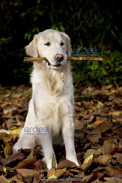 : Dog - Golden Retriever sitting down in autumn leaves : Dog - Golden Retriever sitting down in autumn leaves